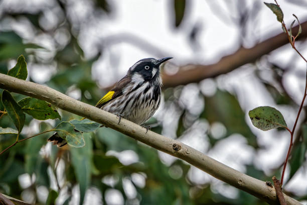 istock New Holland Honeyeater (Phylidonyris novaehollandiae) 1210016094
