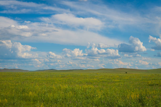 Green grass field with blue sky and white clouds background