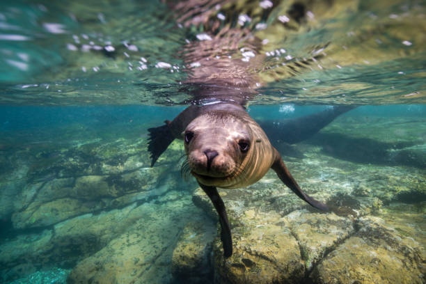 juvenile california sea lion swimming underwater in blue ocean - sea lion imagens e fotografias de stock