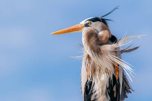 Great blue heron (Ardea herodias) portrait on a windy day