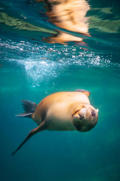 California sea lion swimming underwater California sea lion (Zalophus californianus) at Los Islotes snorkelling destination in the Sea of Cortez sea lion stock pictures, royalty-free photos & images