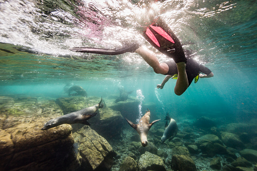 A man is snorkelling with California sea lions (Zalophus californianus) at Los Islotes, a popular snorkelling destination in the Sea of Cortez