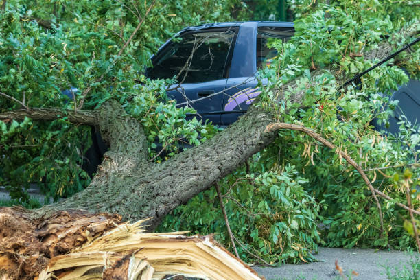istock A very large broken tree fell on a car during a hurricane. Destruction after a gale. Accident. 1210020128