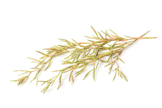 istock Flower citronella grass. Studio shot isolated on white 1210020159
