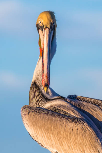 istock Brown pelican (Pelecanus occidentalis) portrait 1210020230