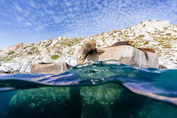 Photo of California sea lions (Zalophus californianus) at Cabo Pulmo National Park