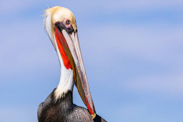 istock Brown pelican (Pelecanus occidentalis) portrait 1210021041
