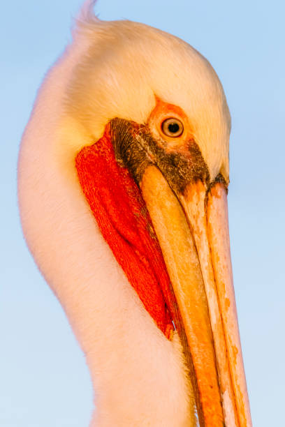istock Brown pelican (Pelecanus occidentalis) portrait 1210021619