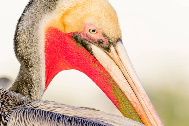 istock Brown pelican (Pelecanus occidentalis) portrait 1210021691