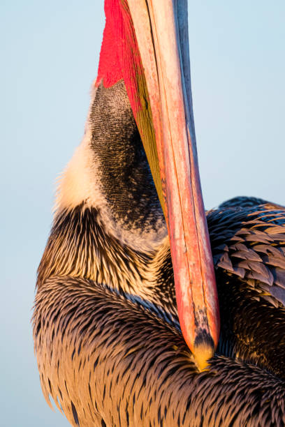 istock Brown pelican (Pelecanus occidentalis) portrait 1210021826
