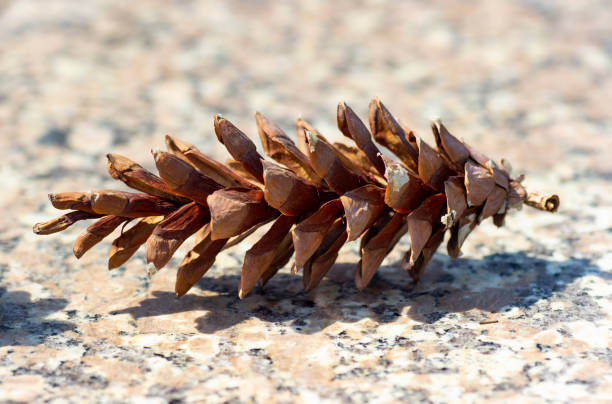 Macrophotography of a pine cone.