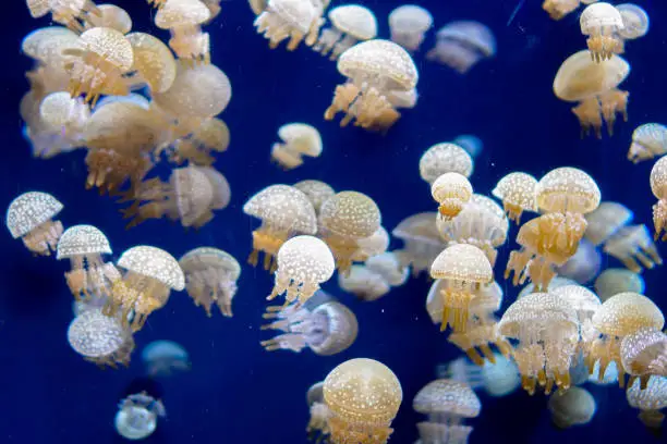 Photo of Sea life, a group of white-spot jellyfish floating in a clear water tank