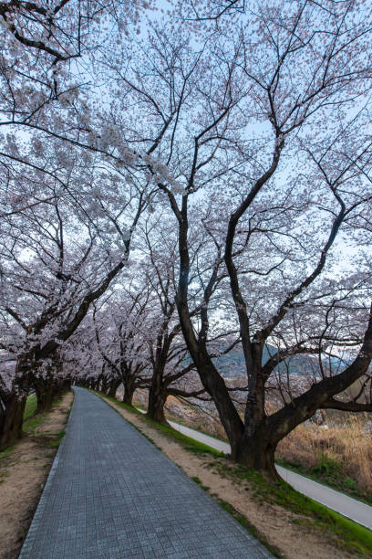 istock Cherry blossoms at dawn and embankment road 1210024590