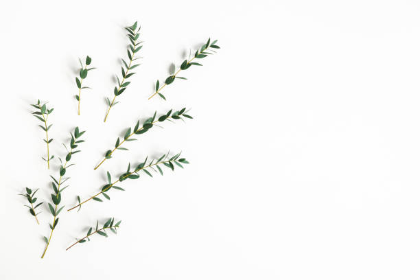istock Eucalyptus leaves on white background. Pattern made of eucalyptus branches. Flat lay, top view, copy space 1210026932