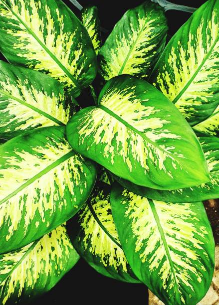 istock lush greenery plants in the garden 1210027017