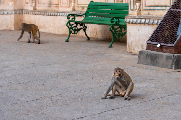 istock Monkey at Hanuman ji temple, Jaipur, India 1210031377