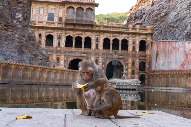 mono en el templo hanuman ji, jaipur, india - swayambhunath fotografías e imágenes de stock