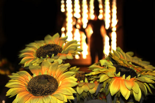 Sunflowers 2 in the Buddhist Temple Phnom Reap Monastery