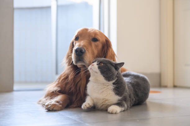 istock British shorthair and golden retriever 1210031778