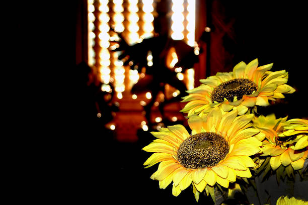istock Sunflowers 3 in the Buddhist Temple Phnom Reap Monastery 1210031879