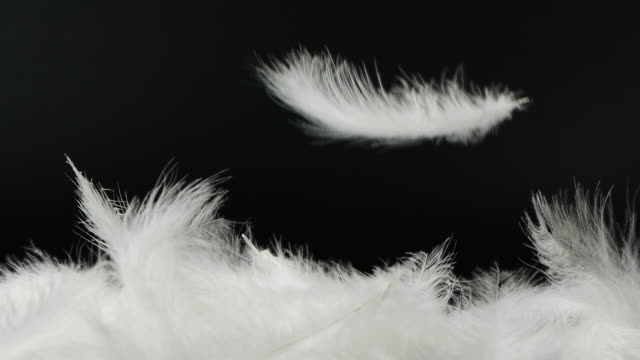 White fluffy feathers falling down on black background