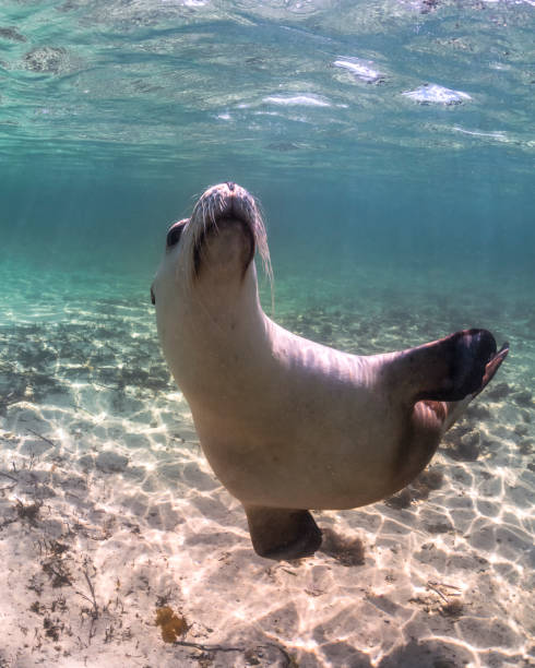 istock Australian Sea Lion 1210033032