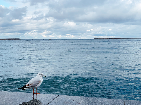 white seagull on the wharf by the sea