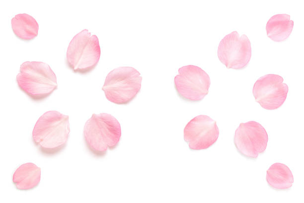 istock Japanese pink cherry blossom petals abstract on white background 1210033710