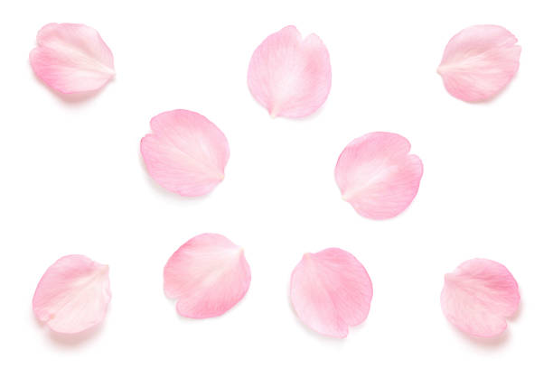 istock Japanese pink cherry blossom petals abstract on white background 1210033711