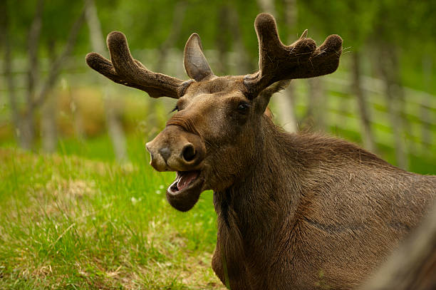 istock Portrait of a young male moose 121003535
