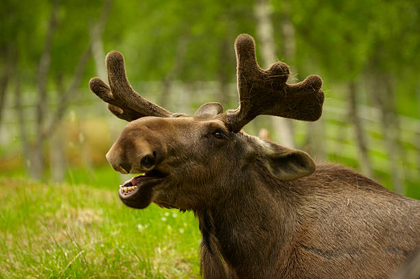 若い男性のポートレート、ムース - moose head ストックフォトと画像