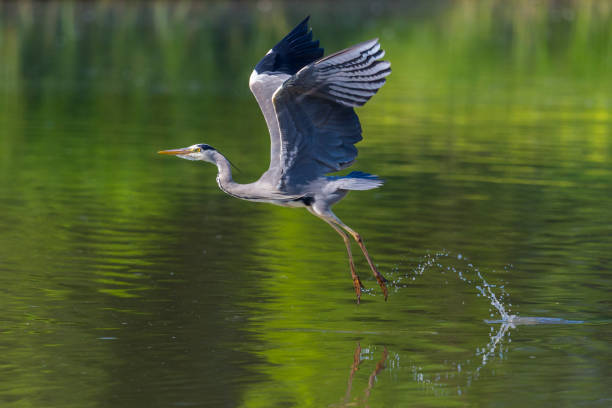 natural gray heron (ardea cinerea) taking-off from water with spread wings