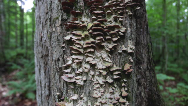 Mushrooms on Tree in Forest in Summer