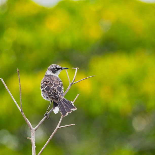 istock Galapagos Mockingbird at Galapagos Islands, Ecuador 1210039148