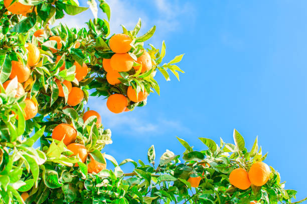 istock Tree with lots of mandarins. 1210040171