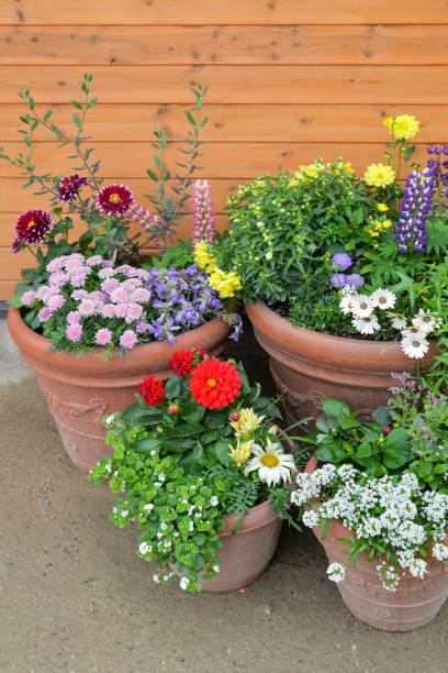 istock Spring background with colorful flowers in flower pots 1210041561