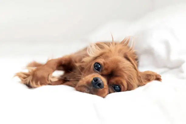 Cute puppy of cavalier spaniel napping on white blanket