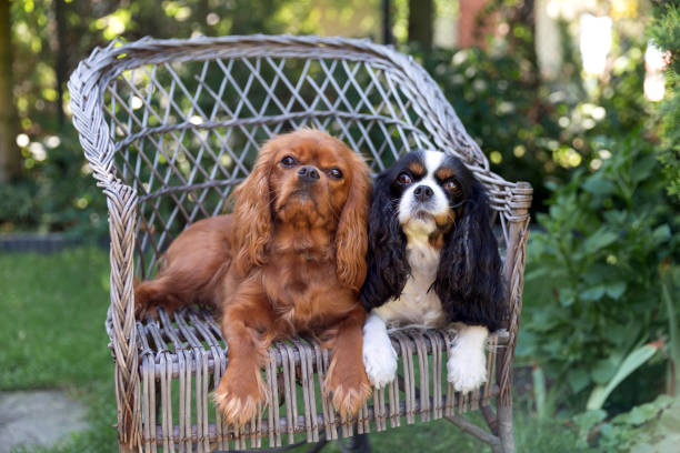 две собаки на стуле - cavalier стоковые фото и изображения