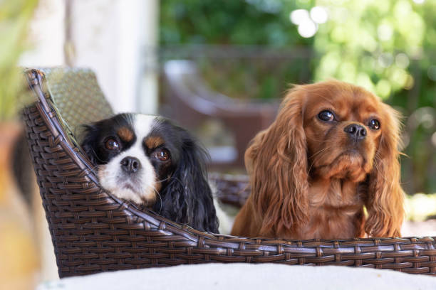 dos perros en la silla - charles i fotografías e imágenes de stock