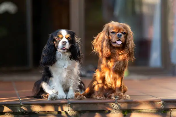 Two dogs sitting together in sunset light