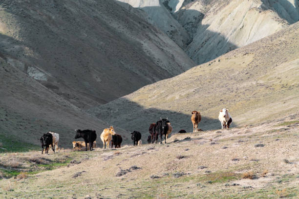istock Herd of cows in the mountains 1210042976