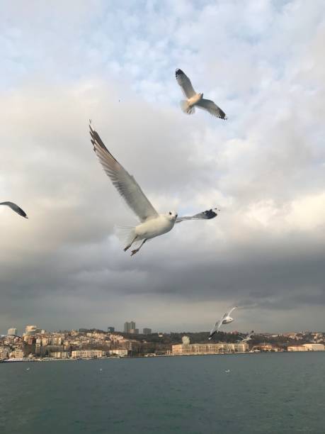 une mouette beau et magnifique de paysage marin - beauyiful photos et images de collection