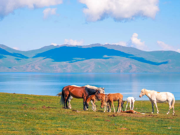 istock Son Kul Lake, Kyrgyzstan 1210043162