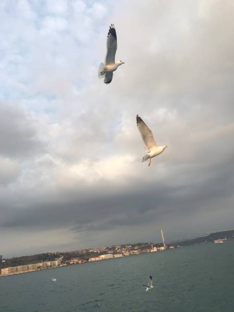 istock A beauyiful seascape seagull 1210043170