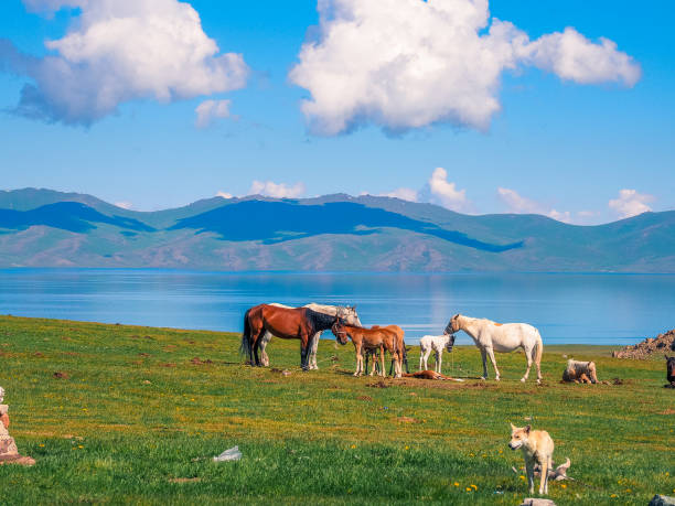 istock Son Kul Lake, Kyrgyzstan 1210043228