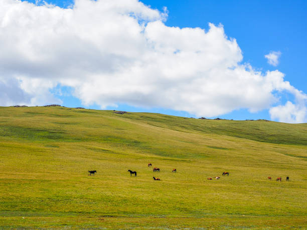 istock Son Kul Lake, Kyrgyzstan 1210043354