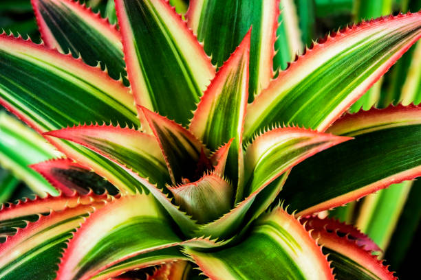 istock green leaves for background and wallpaper 1210043500
