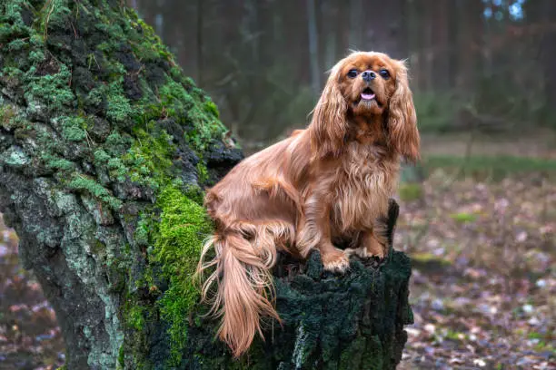 Cute dog sitting on the tree trunk in the forest