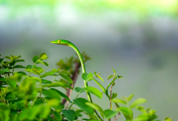 Green vine snake on greenleaves  tree branch ,head green snake on green leaf.