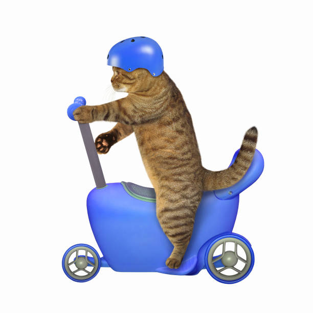 istock Cat in helmet on run bike 2 1210044331